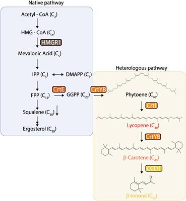 Engineering Saccharomyces cerevisiae for the Overproduction of β-Ionone and Its Precursor β-Carotene